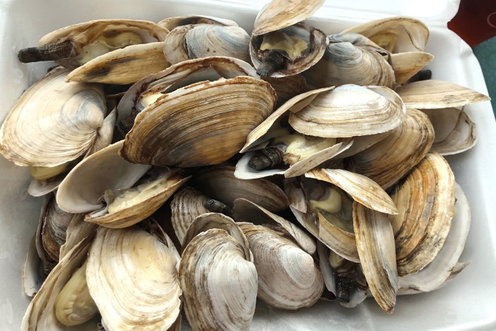 photo of steamers from the Lobster Hut, Plymouth, MA
