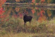 photo of moose near the Pontook Reservoir, Dummer, NH
